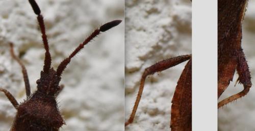Coriomeris affinis